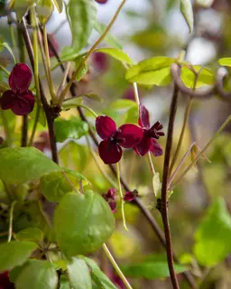 Akebia quinata