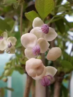 Akebia quinata 'Cream Form'