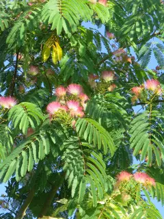 Albizia julibrissin ‘Ombrella’