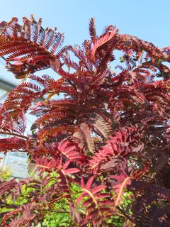 Albizia julibrissin Summer Chocolate