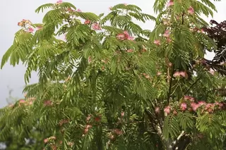 All About Albizia