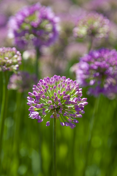Alliums