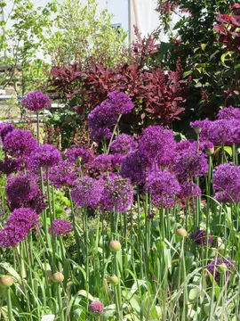 Alliums. Everyone’s favourite plant