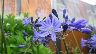 Amazing Agapanthus