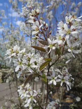 Amelanchier canadensis