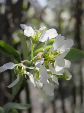 Amelanchier canadensis ‘Rainbow Pillar’ (Glenn Form)