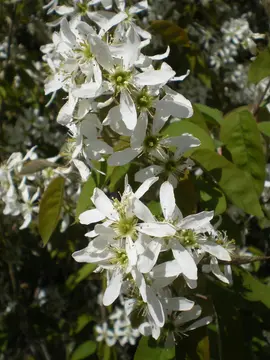 Amelanchier - Tree Tuesday