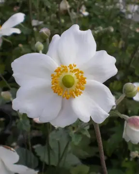 Anemone ‘Honorine Jobert’