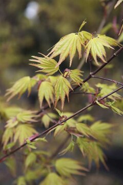 April Spotlight On Acer palmatum
