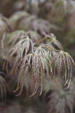April Spotlight On Acer palmatum