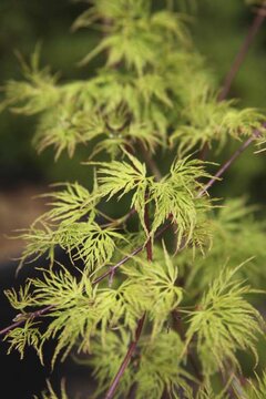 April Spotlight On Acer palmatum