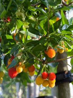 Arbutus unedo