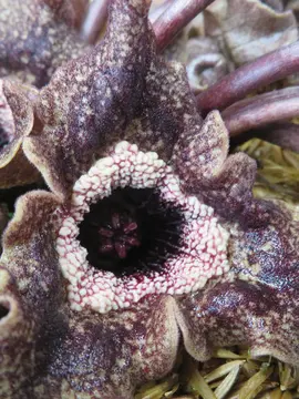 Asarum splendens