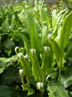 Asplenium scolopendrium