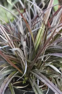 Astelia nervosa Son of Red Devil. New to Provender Nurseries