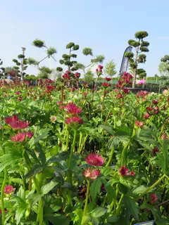 Astrantia