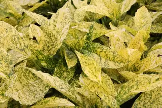 Aucuba.  Handsome Evergreen Foliage