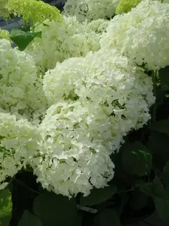 August.  Plant of the Month.  Hydrangea arborecens Annabelle