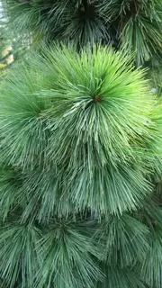 Autumn and Winter Colour Conifers