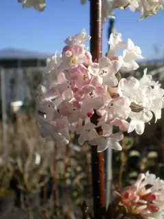 Autumn and Winter Scent.  Viburnum x bodnantense Charles Lamont