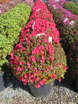 Azalea balls