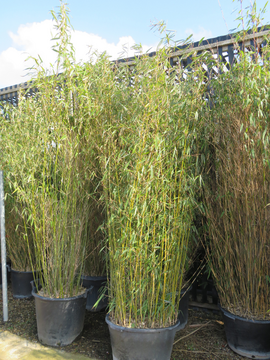 Bamboo – a great all-round plant