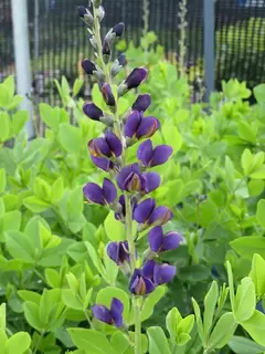 Baptisia – New Chelsea star of the show