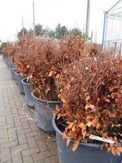 Bare Root Hedging.  get it while you can