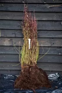 Bare Root Season is now upon us