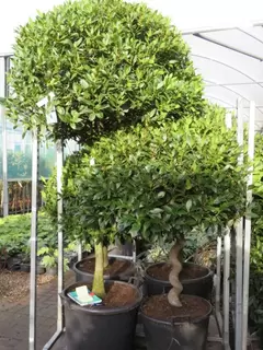 Bay Trees. Funky. Formal. Fabulous