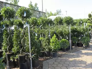 Bay Trees. Funky. Formal. Fabulous