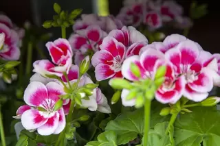 Bedding and Vegetable Plants Now in at the Cash and Carry