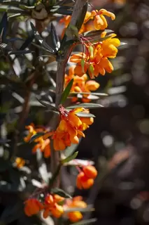 Berberis. Blinking Brilliant