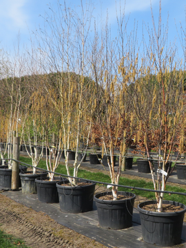 Betula albosinensis 'Fascination'