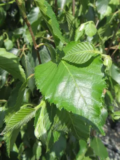 Betula Grayswood Ghost now in