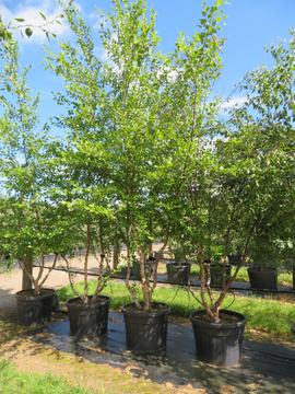 Betula nigra - as shown at RHS Chelsea Flower Show 2025
