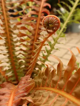 Blechnum bra. Volcano