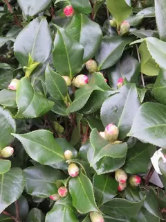 Breaking Bud.  It's Camellia Time