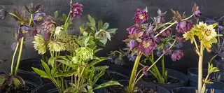 Brighten those dull winter days with Hellebores