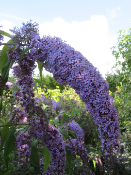 Buddleja davidii 'Wisteria Lane'