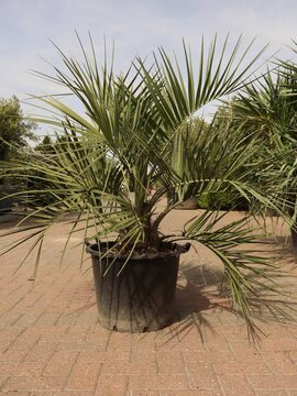 Butia capitata