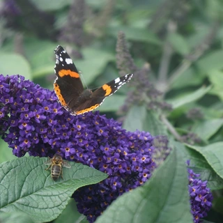 Butterflies and Buddleja