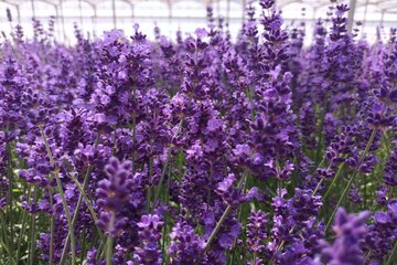 Buzzing with colour – Lavender 'BeeZee'