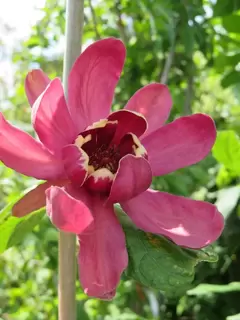 Calycanthus Aphrodite and Venus