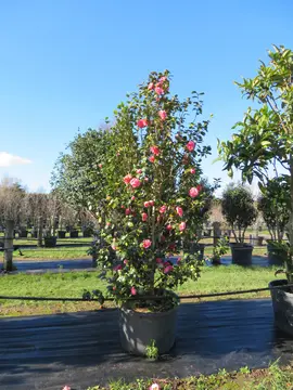 Camellia japonica