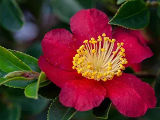 Camellia sasanqua