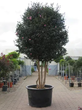 Camellia sasanqua 'Cleopatra'