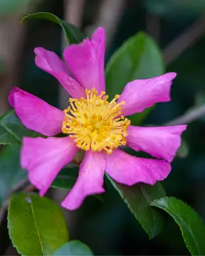 Camellia sasanqua. The winter flowering Camellia