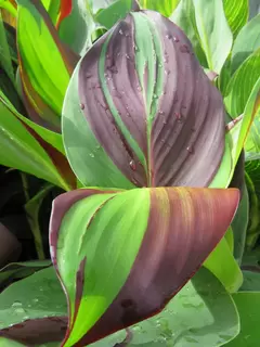 Canna – you can’t beat ‘em