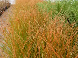 Carex testacea ‘Prairie Fire’